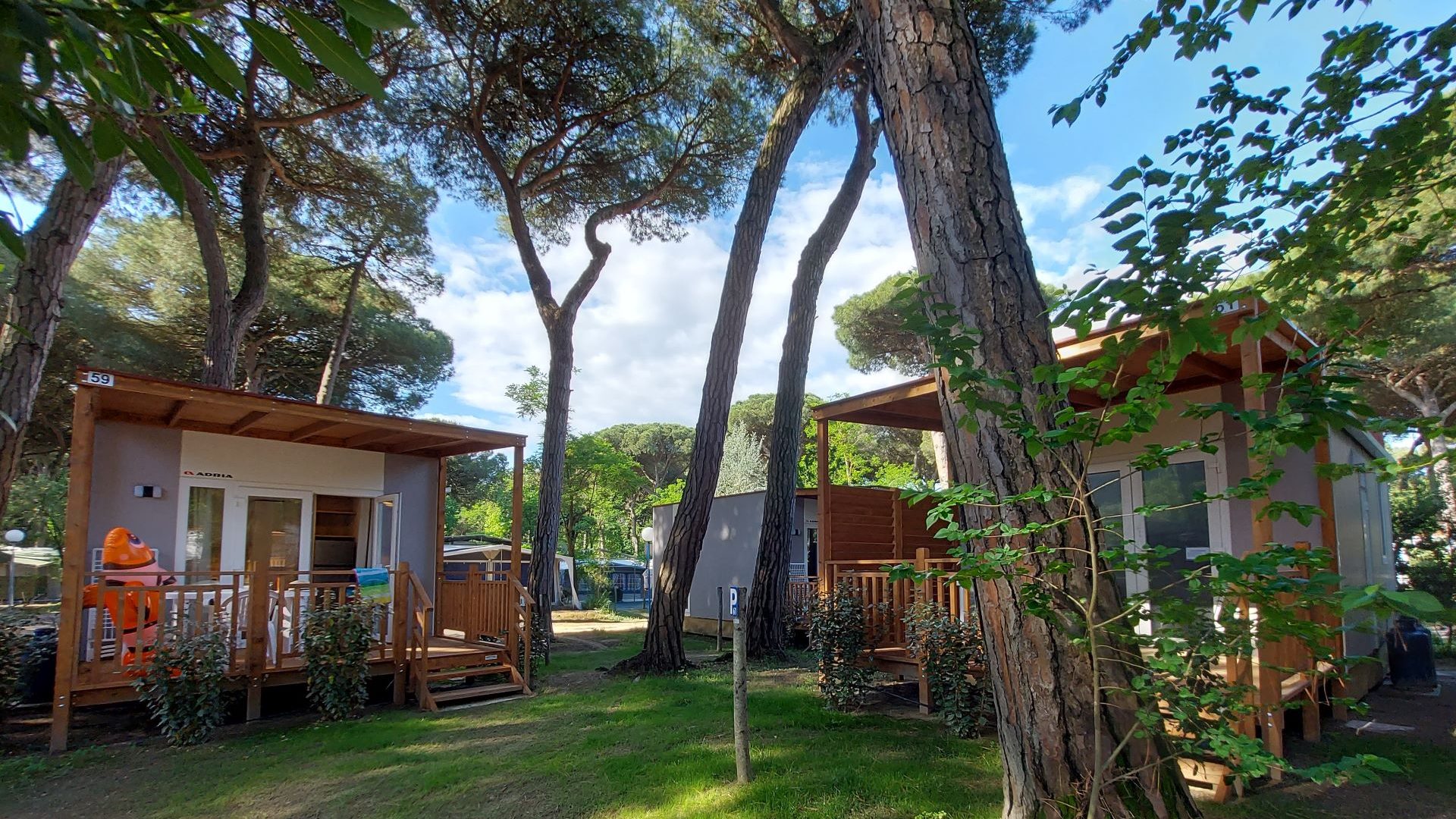 Immagine in primo piano allegata alla pagina