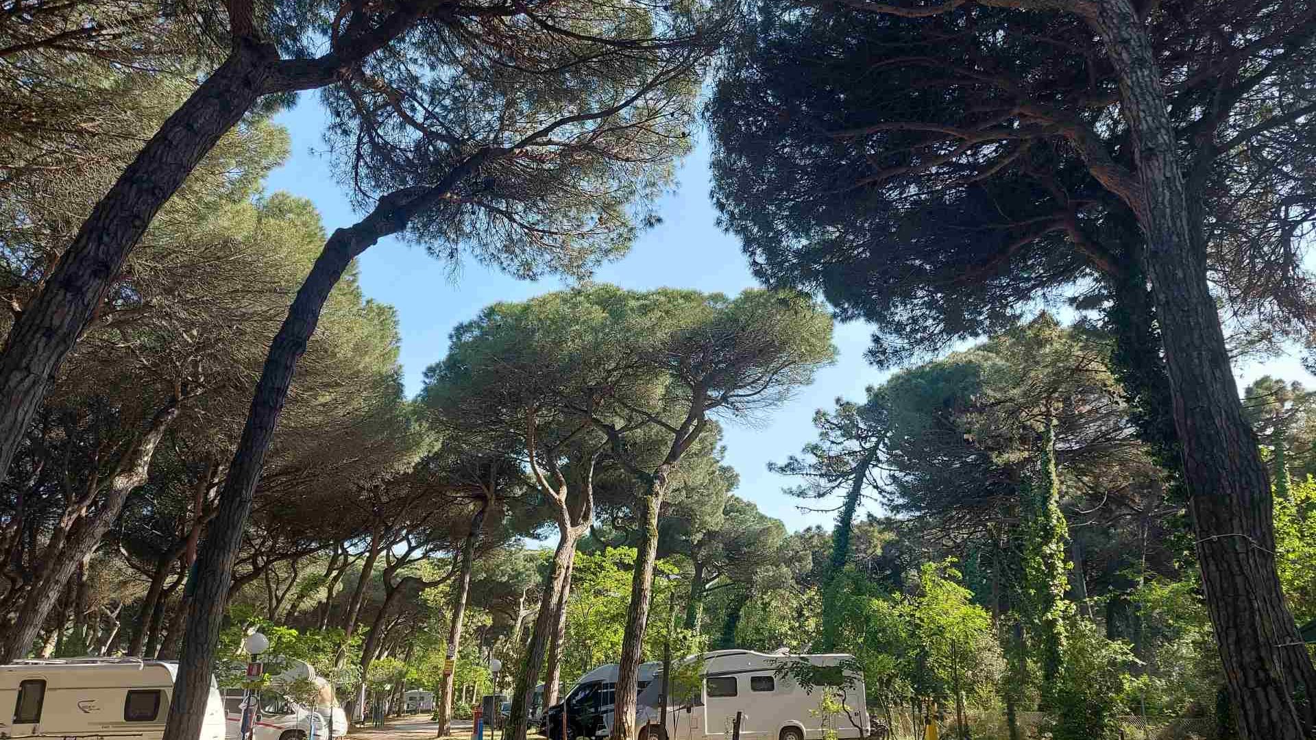 Immagine in primo piano allegata alla pagina