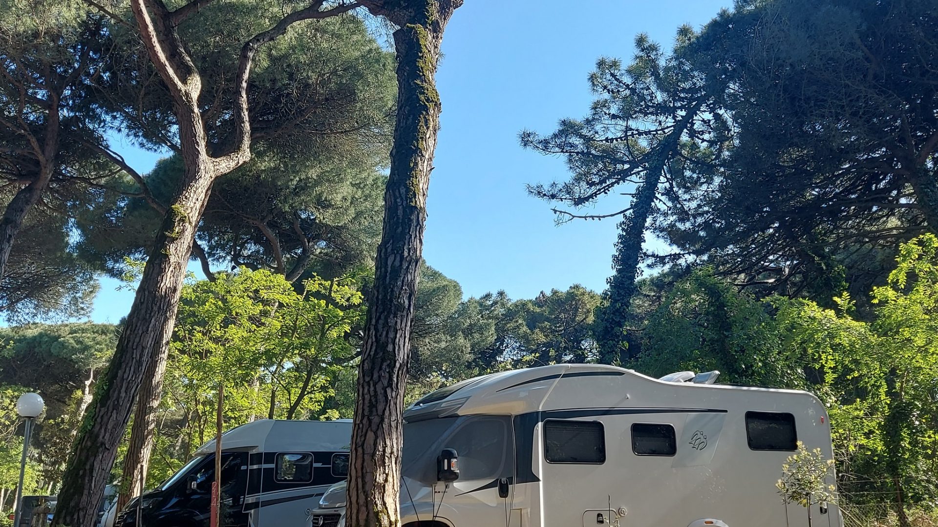 Immagine in primo piano allegata alla pagina