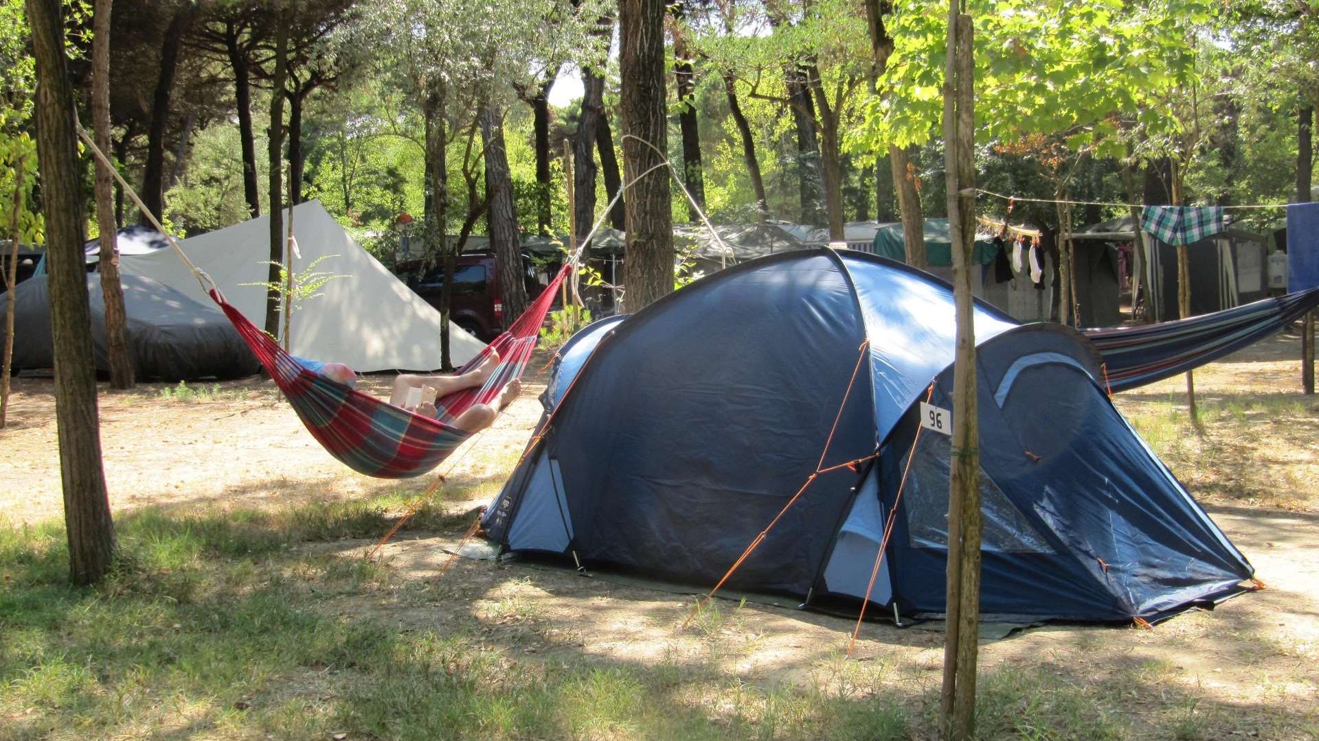 Immagine in primo piano allegata alla pagina